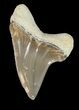 Killer Cretoxyrhina Shark Tooth - Kansas #42950-1